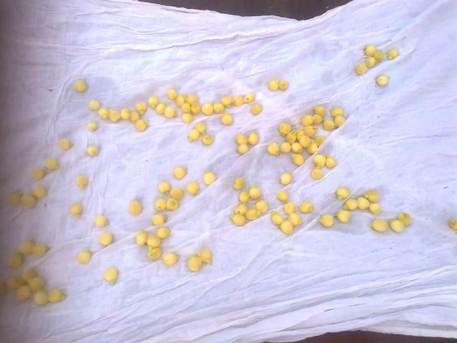 SUN DRYING MOWRA FLOWERS